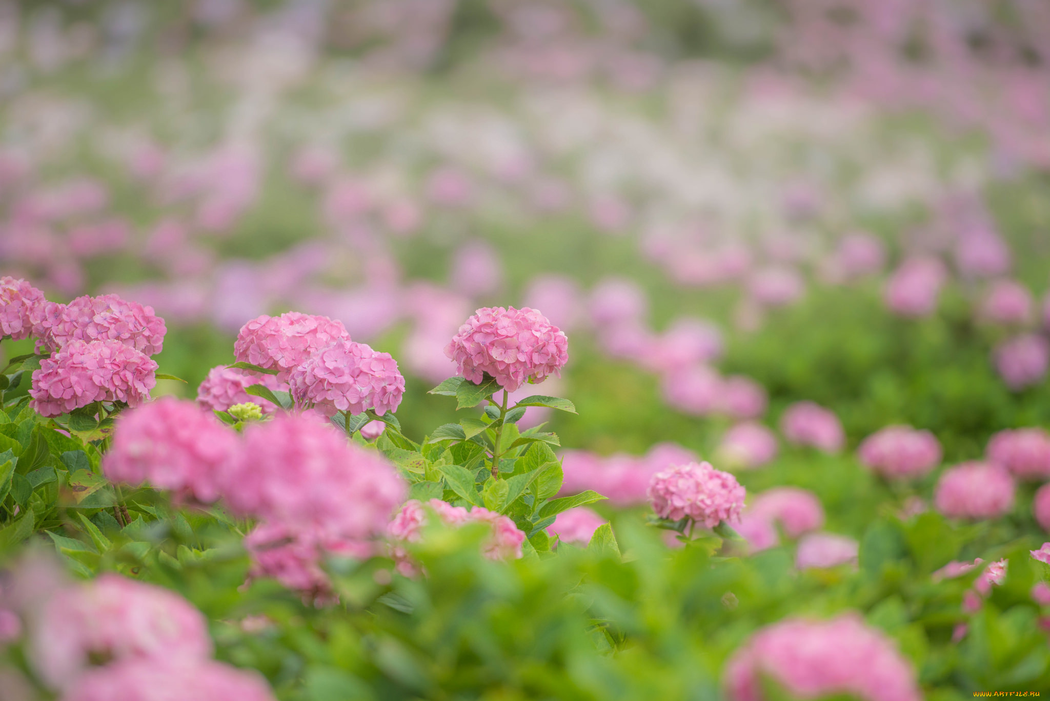 , , , pink, flowers